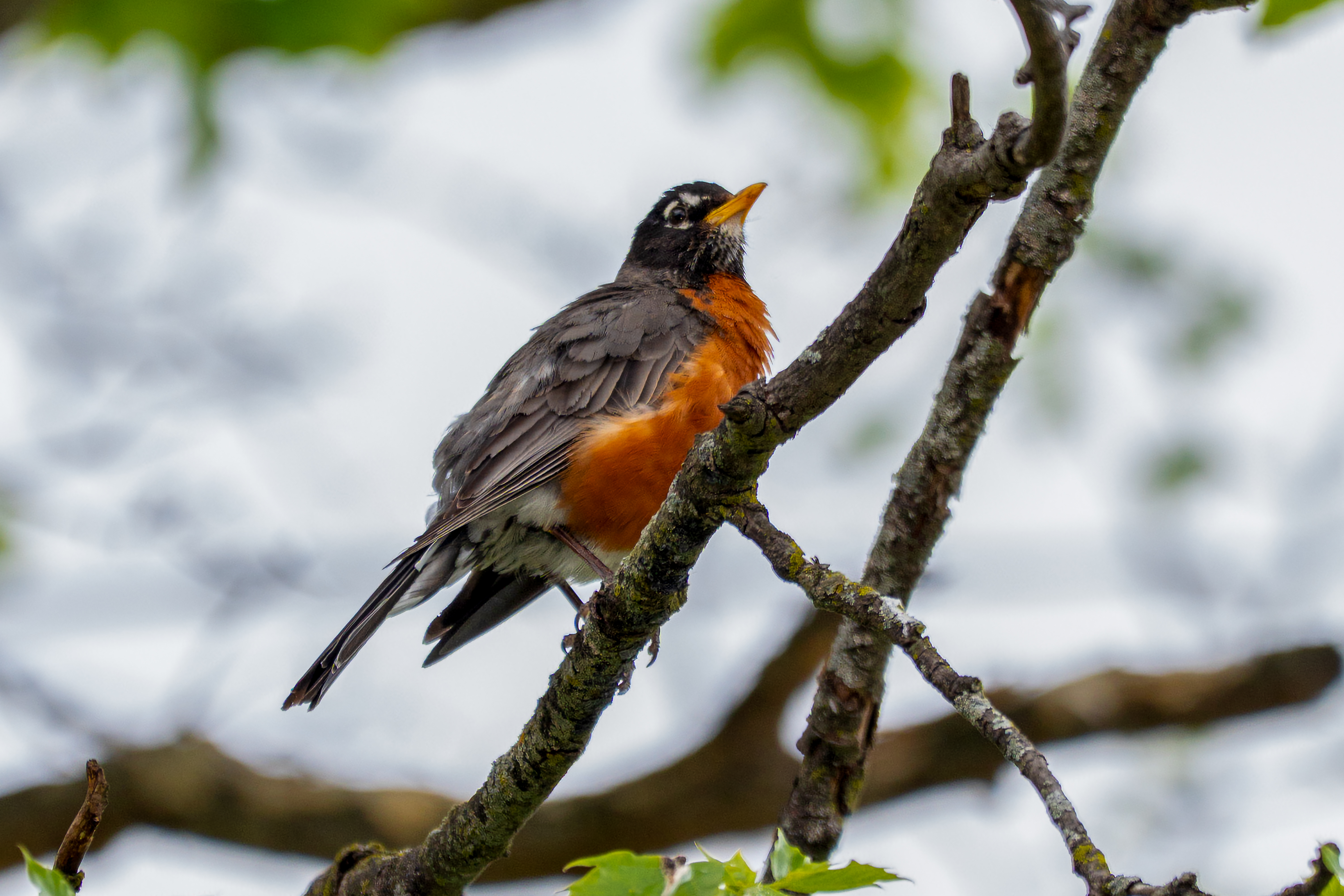 Robin bird
